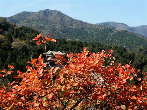 香山紅葉是什麼季節